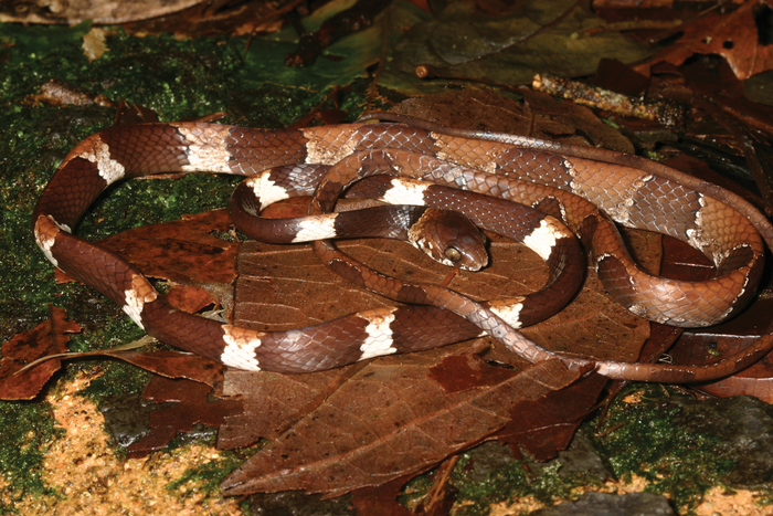 ZooKeys_Journal's tweet photo. #DidYouKnow that over 150 #snake species have been documented in Panama🇵🇦? Well, say hello to one more, #Dipsas aparatiritos!

First documented almost half a century ago, it has now been described as a #NewSpecies.

📰 Press release: https://t.co/yQj0InTh9h https://t.co/FBNH4mbaC4