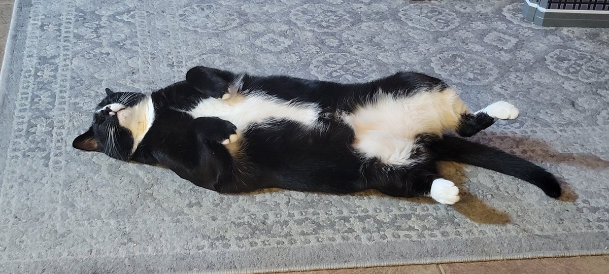 My Luci (Lucifer) is pretending he's asleep 🤣 he is sooooooo cute and my baby.