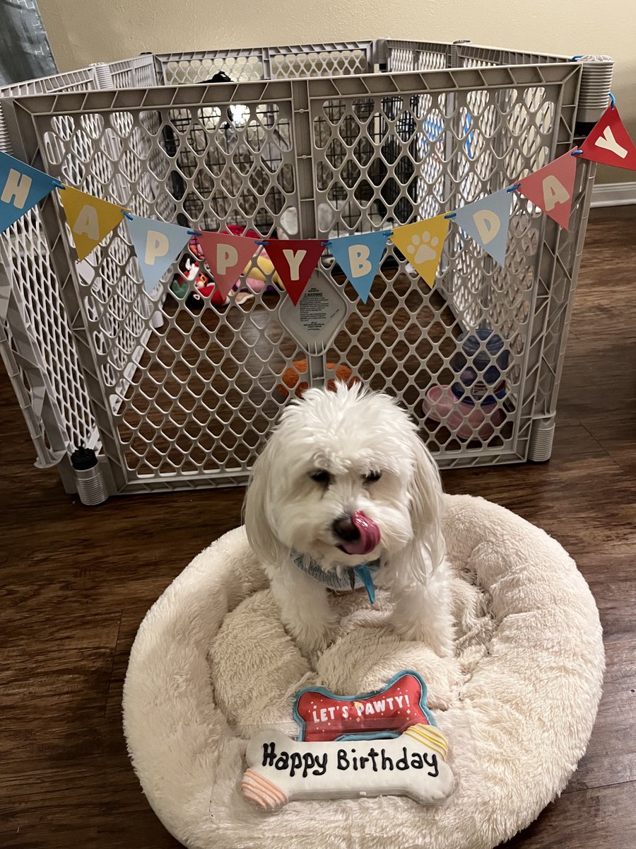 Miss Hollywood turned 5 years old on yesterday. 🥳🎂🥰
