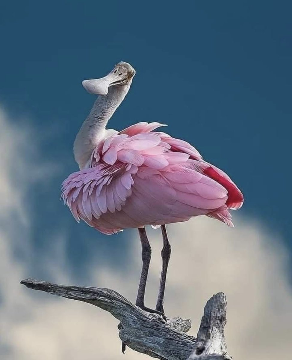JadeHer3's tweet photo. La spatule rosée s’étend du sud des Etats-Unis à l’Argentine, en passant par l’Amérique centrale et les Caraïbes. Cet oiseau est un habitant des régions chaudes et ensoleillées de la Floride, en particulier des Everglades.
Les spatules rosées vivent dans les mangroves, marais https://t.co/Lq3kMd1cva