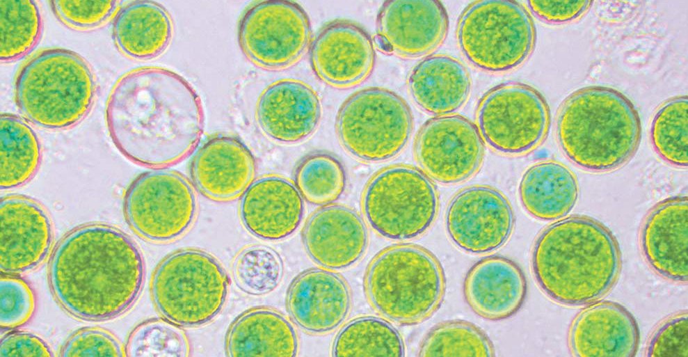 Adición de aceite de alga rica en omega 3 mediante tecnología de marinado
PPPPP
Artículo publicado en la revista Eurocarne: mercado cárnico internacional.
<a href="/intaargentina/">INTA</a> <a href="/eurocarne/">eurocarne</a>