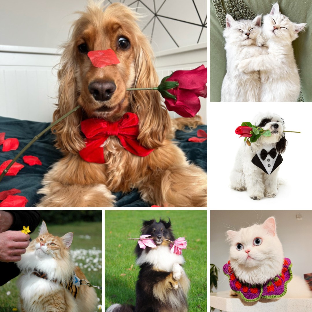models_direct's tweet image. Time for some fun -

With Valentine's next week, we would love for you to share your pictures of your pets.

Share the love, and share your pictures below - 

#petmodelling #pets #modelsdirect #valentines #shoot #images #sharewithus #love
