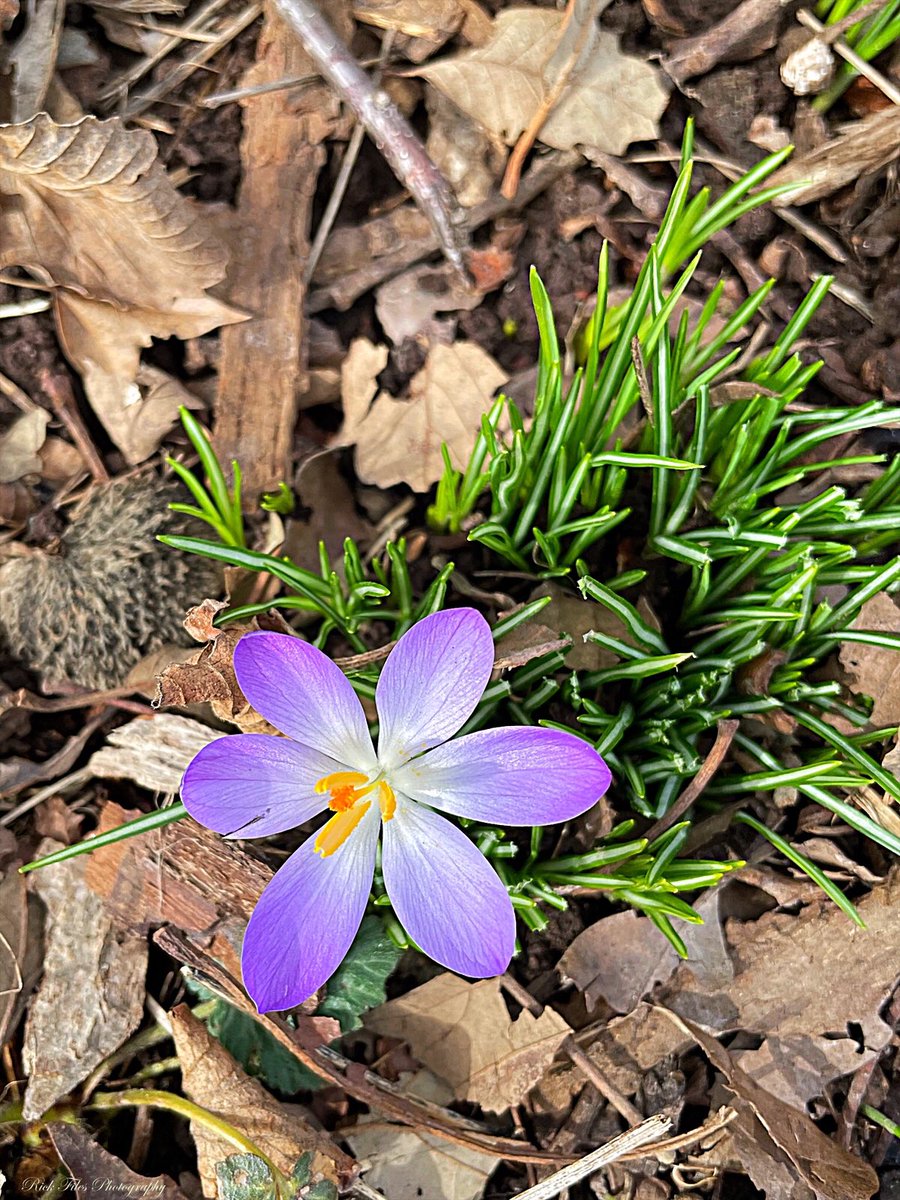 files44's tweet photo. First Bloom #Crocus #Flowers #Zone6b #Nature #Photography #TuesdayBlue -ish https://t.co/DAu30WMr6v