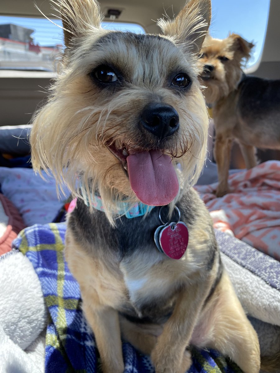 JennPetree's tweet image. #TongueOutTuesday #RubyRow #Chorkie #dogsoftwitter #prettygirl