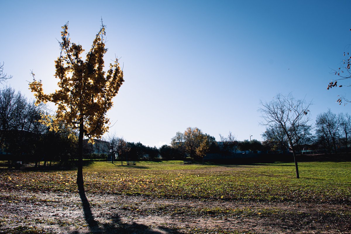 marseille's tweet photo. 🌳Saules, peupliers, frênes, pins d’Alep, chênes... le parc Athéna possède une grande diversité végétale ! 
Venez profiter des 14,5 hectares de nature en ville 👉 https://t.co/y60aL9VcsU https://t.co/Vuqgi7OM3I