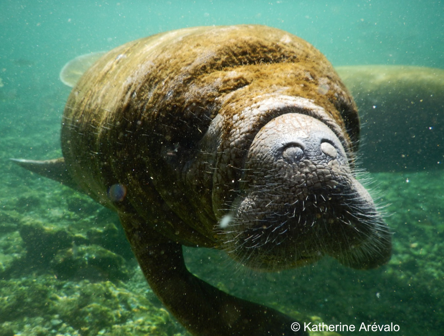WCS Colombia 💚 tweet media