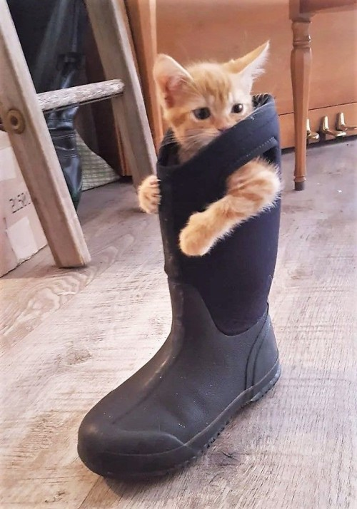 Dont Show Your Cat tweet media