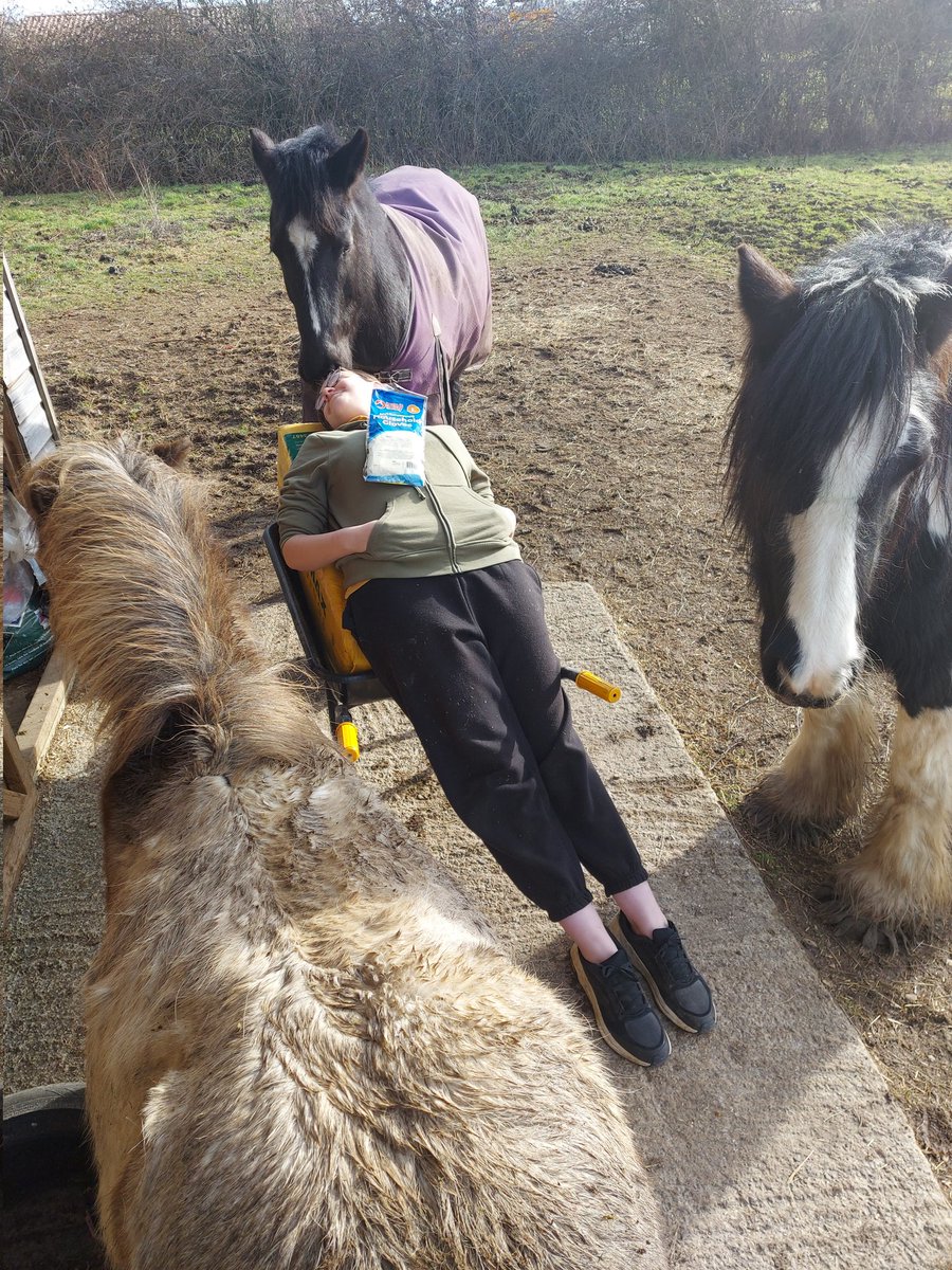 ElizabethGraney's tweet photo. OMG teenagers! You turn your back for 2 seconds and they are laying down taking a nap! Rather confused the ponios lol #teenagers #takinganap #naptime #nativeponies #shetlandpony #gypsycob #newforestpony https://t.co/n0cJHhzdTL