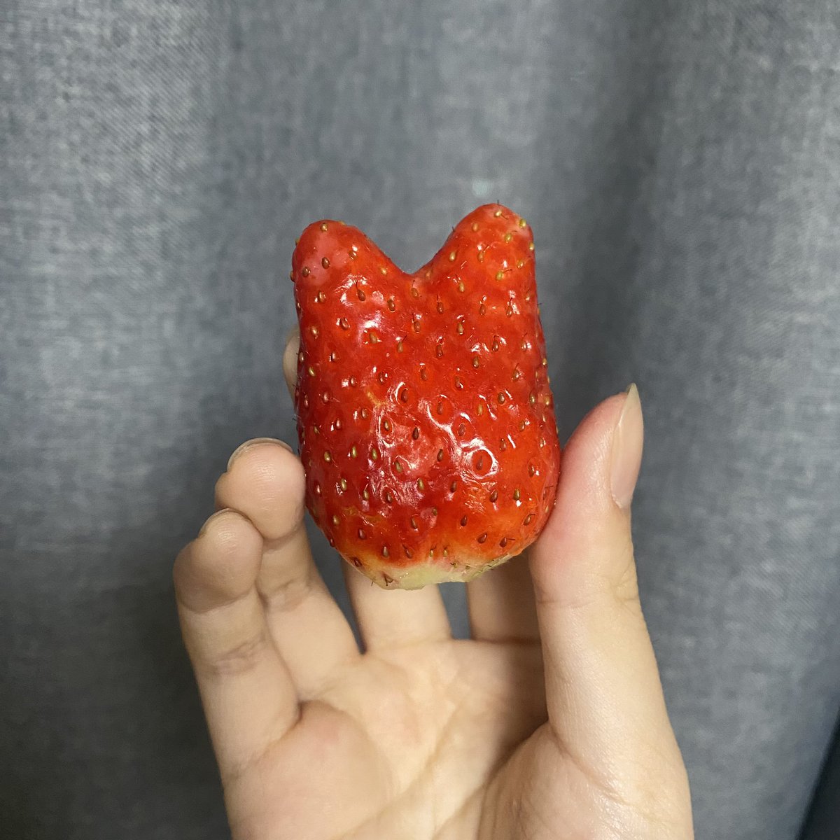 당신은 고양이 모양 딸기를 발견했습니다!
7초 안에 알티하면 운이 좋아질지도..