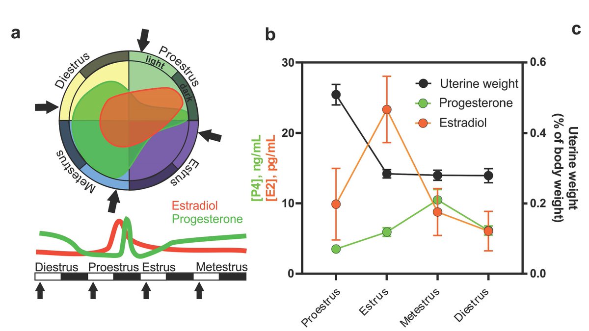 SfN Journals (@sfnjournals) on Twitter photo #JNeurosci: ​@regisshan <a href="/yukamiu16/">Yuka Miura</a> ​<a href="/FriedmanLab/">A.K. Friedman</a> et al. <a href="/CUNY/">The City University of New York</a> <a href="/Hunter_College/">Hunter College</a> <a href="/GC_CUNY/">The Graduate Center</a> show DA neurons are physiologically different across the mouse estrous cycle. This provides mechanistic insight on how fluctuating estrogen influences stress acquisition
jneurosci.org/lookup/DOI/10.… #JNeurosci: ​@regisshan <a href="/yukamiu16/">Yuka Miura</a> ​<a href="/FriedmanLab/">A.K. Friedman</a> et al. <a href="/CUNY/">The City University of New York</a> <a href="/Hunter_College/">Hunter College</a> <a href="/GC_CUNY/">The Graduate Center</a> show DA neurons are physiologically different across the mouse estrous cycle. This provides mechanistic insight on how fluctuating estrogen influences stress acquisition
jneurosci.org/lookup/DOI/10.…