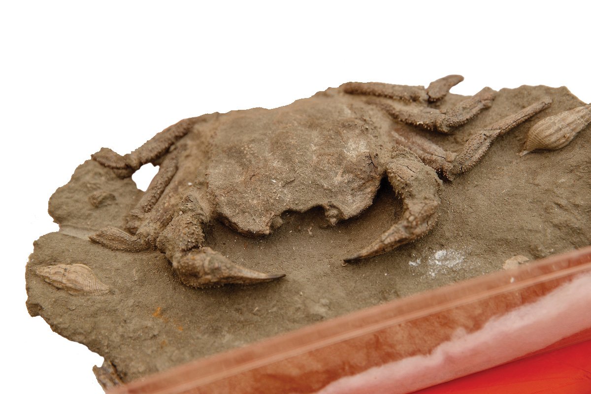 UT Martin Coon Creek Science Center tweet media