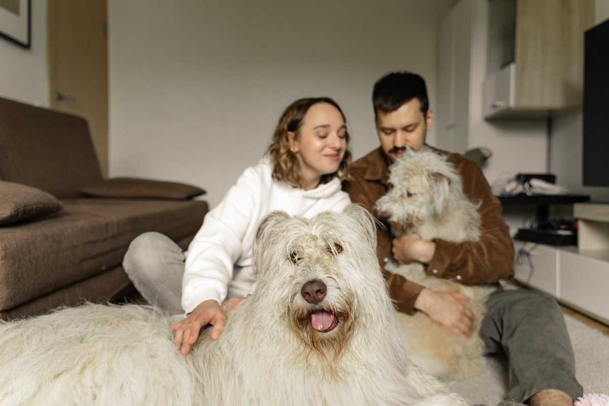 atlanticreloca's tweet photo. Cats, dogs, and other animals are especially sensitive to moving. The secret to pet relocation is planning.  Follow these helpful tips! https://t.co/4jvPMNATxP https://t.co/f5ZaTjy8cA