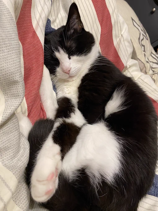 疲れたので猫を置いておきます 