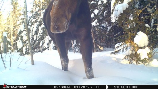 chikwaukmuseum's tweet photo. Trail Camera Tuesday

Very happy to see this lovely lady passing through on the trail cameras at Chik-Wauk Museum and Nature Center.

#trailcameratuesday #chikwauktrails #gunflinttrail #donorthmn #moose https://t.co/8uv1MBQ7Jf