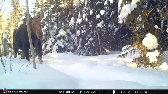 chikwaukmuseum's tweet photo. Trail Camera Tuesday

Very happy to see this lovely lady passing through on the trail cameras at Chik-Wauk Museum and Nature Center.

#trailcameratuesday #chikwauktrails #gunflinttrail #donorthmn #moose https://t.co/8uv1MBQ7Jf