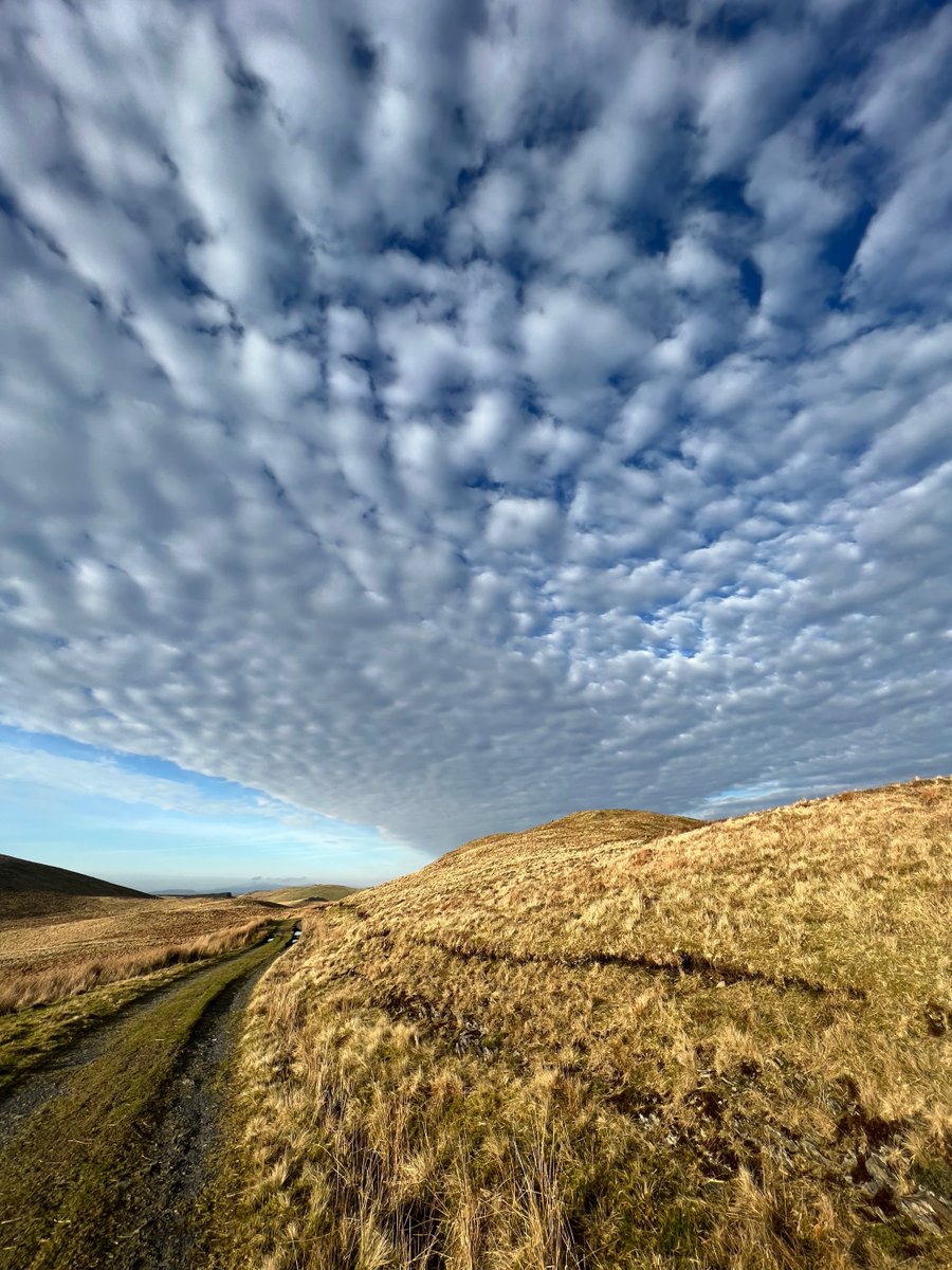 Some striking mackerel clouds, taken my our #ecology team in #wales- a sign of cold and fair weather but expect rain and wind later.