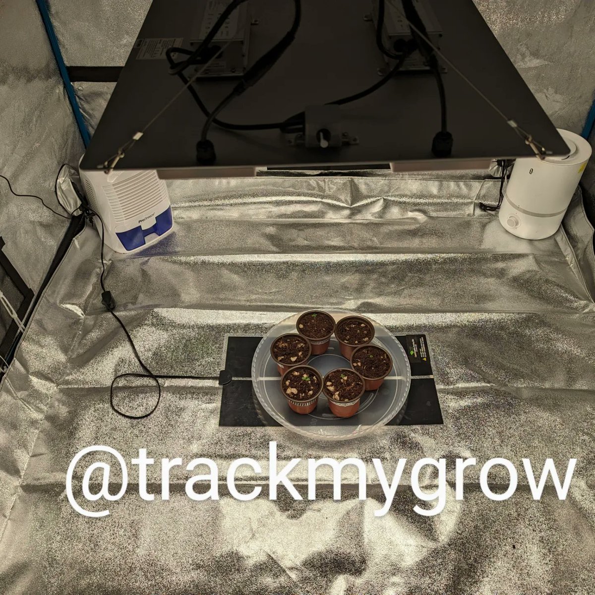 TrackMyGrow's tweet photo. Day: 7
Seeds: 
Tastebudz Genetics BlackBerry Moonrocks
Ethos Genetics Candy Store RBX
Ocean Grown Genetics Yoda Soda

Medium: Coco Coir with Perlite
Light: Bloomplus XP4000

#tastebudz
#ethos
#oceangrowngenetics
#generalhydroponics
#botanicare
#bloomplus
#photoperiod
#cannabis https://t.co/JGg5UJtIJN