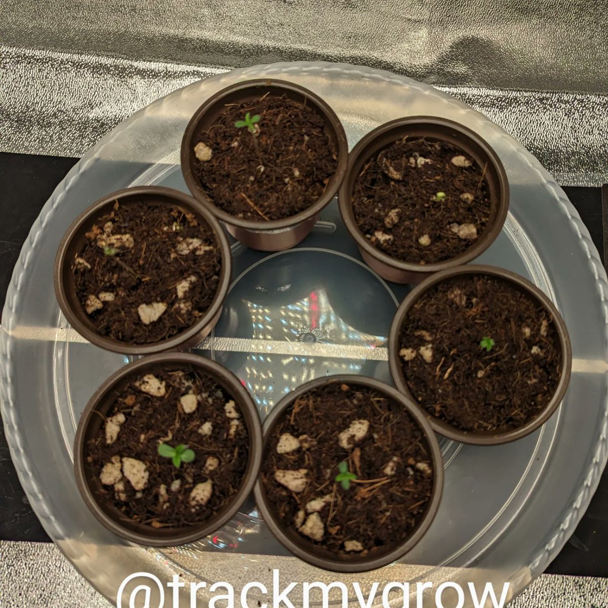 TrackMyGrow's tweet photo. Day: 7
Seeds: 
Tastebudz Genetics BlackBerry Moonrocks
Ethos Genetics Candy Store RBX
Ocean Grown Genetics Yoda Soda

Medium: Coco Coir with Perlite
Light: Bloomplus XP4000

#tastebudz
#ethos
#oceangrowngenetics
#generalhydroponics
#botanicare
#bloomplus
#photoperiod
#cannabis https://t.co/JGg5UJtIJN