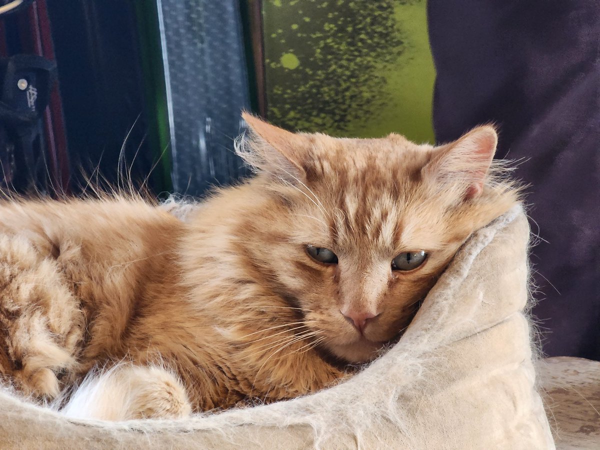 sassrome's tweet photo. @ sluggodoug This is Marley check him out on Instagram @Marleythemountaincat https://t.co/ucZXZEQgq1