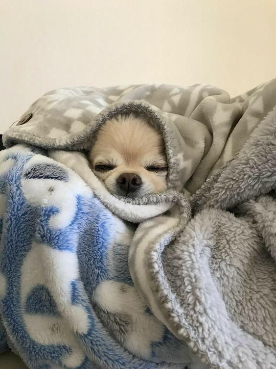 おやすみワン。🐶😴
Good night.🐶😴