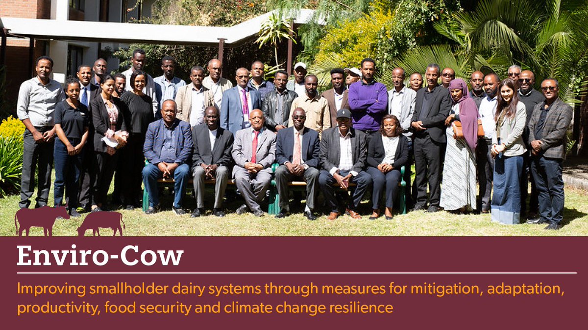 Today on 7 February 2023 the Enviro-Cow project launched in #Ethiopia! 

The project will gather crucially-needed data on the #GHG emissions of smallholder dairy cows in #Africa, to help develop climate change mitigation and adaption strategies. #EnviroCow