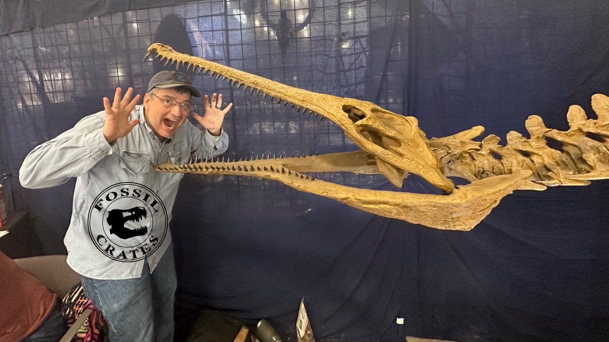 Fossilcrates's tweet photo. #Terminonaris cast at the TPI booth in Tucson!

Such a cool beast!  I love the syllables croc researchers use: Mesoeucrocodylia pholidosaurid crocodyliform or somesuch:-)

Late Cretaceous Western Interior Seaway predator, as if it needed more!
#FossilCrates #ExpressExhibits #DrBC https://t.co/WXUfCjo2cI