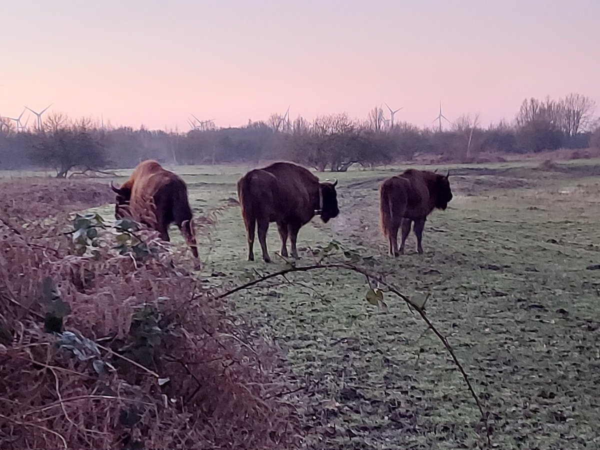 Rob van Westrienen tweet media