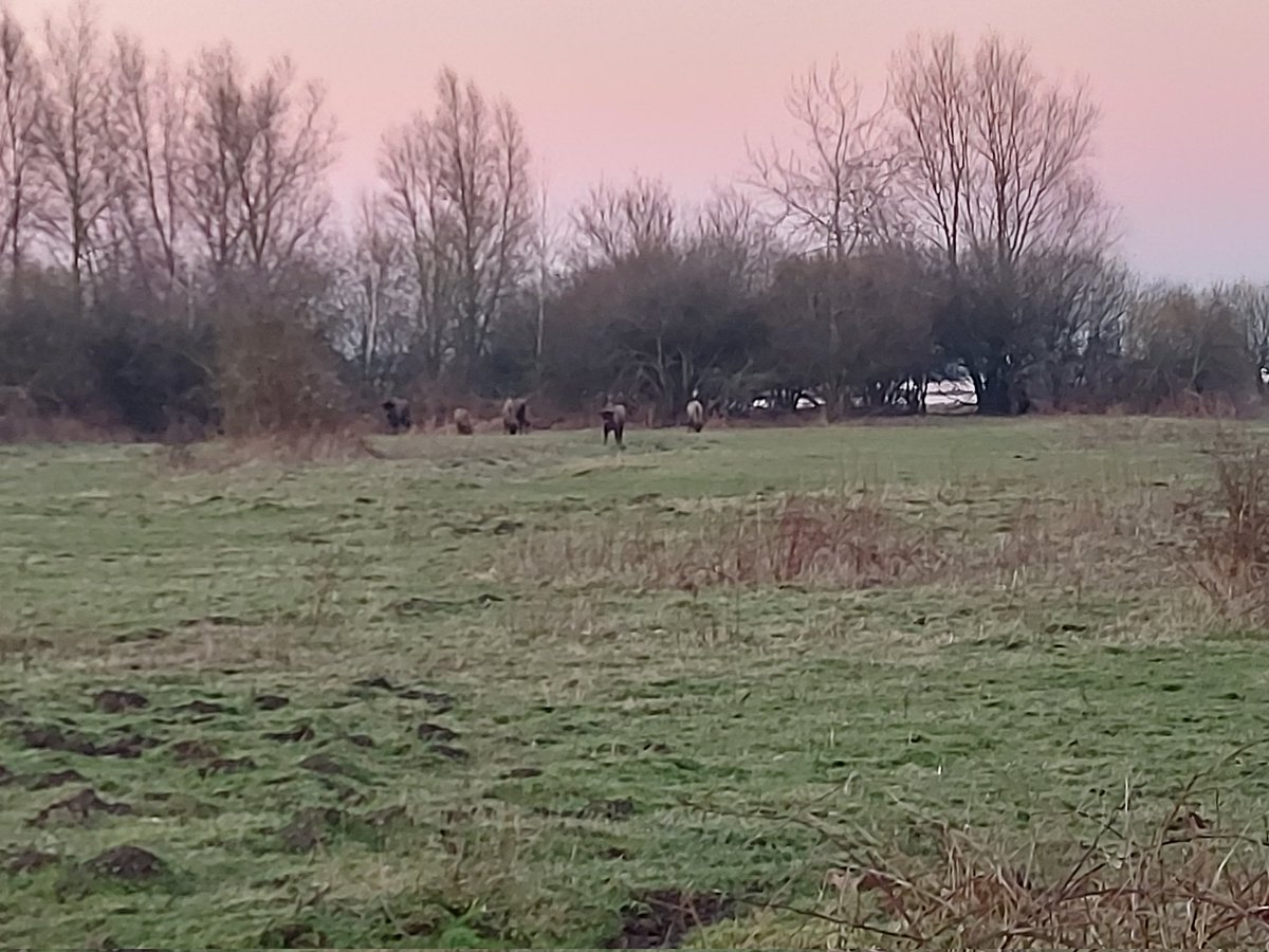 Rob van Westrienen tweet media