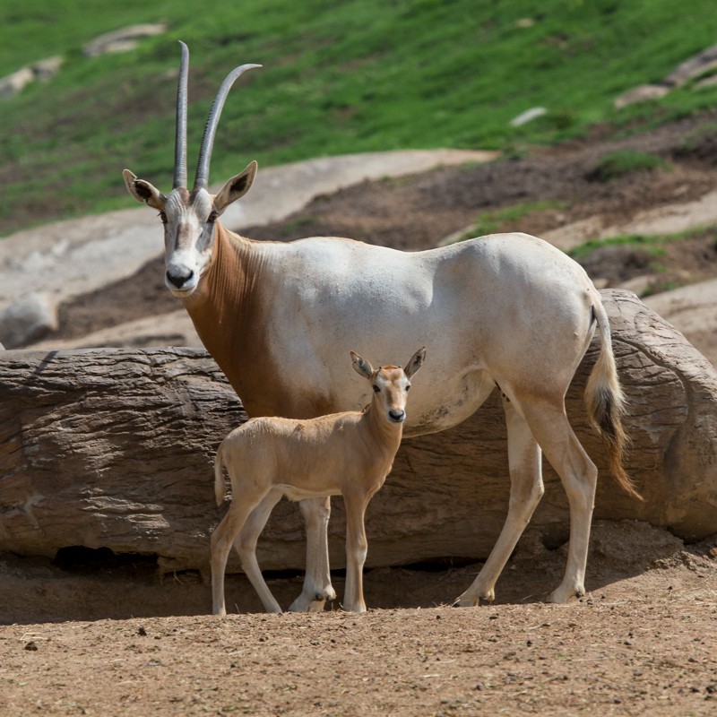 sandiegozoo's tweet image. Conservation takes each and every one of us. Today, we recognize  #ReverseTheRedDay, a global movement to change the tide and reverse the decline of species in ecosystems all over the world. Learn more: sdzwa.org/reversethered