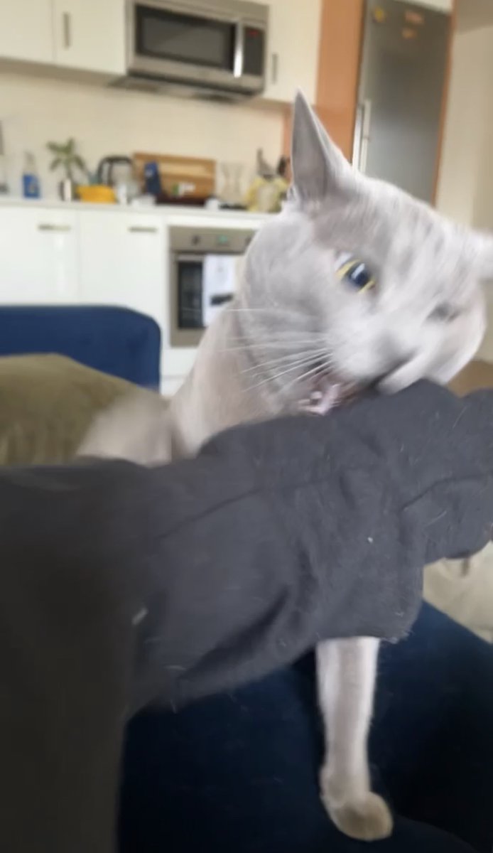 KVSSI's tweet photo. @DontShowYourCat You’re welcome. Now show me YOUR cat. https://t.co/u9qvIOngEJ