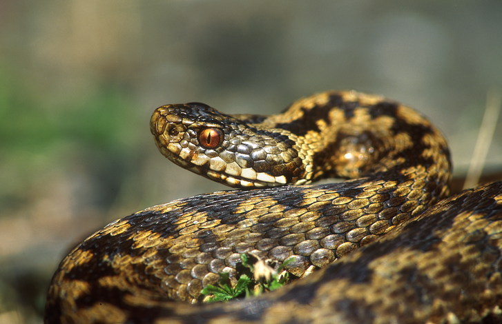 Snakey snakey! Morgenavond gratis webinar over Adders door de Hyla Amfibieën- en Reptielenwerkgroep 🐍👇
docs.google.com/forms/d/e/1FAI…