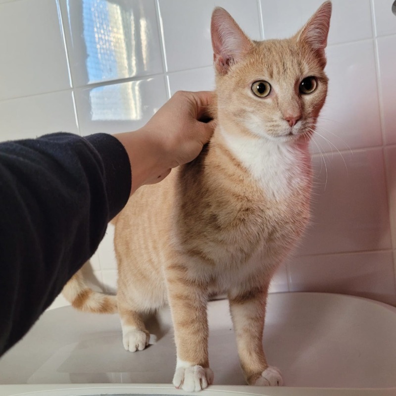 Gevonden 
Ongecastreerde kater, geen chip. 

Boerendanserdijk #Zwolle