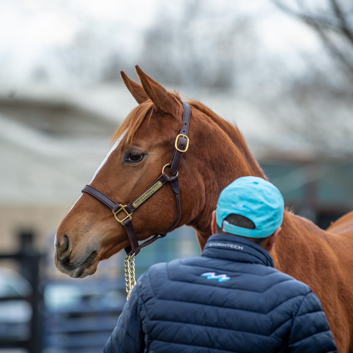 Spring Filly Bluewater Sales on Twitter: