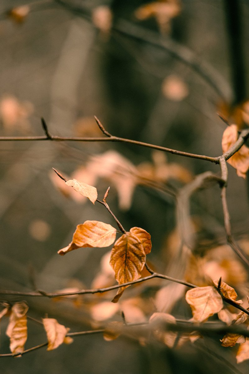 Str1ckii's tweet photo. I quite like taking photos of leaves 🍂🍁

#photoraphy
#cornwall
#leaf https://t.co/tpStyRGFdk