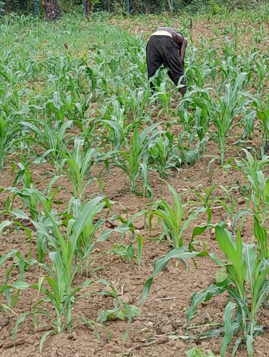 peged_pnud's tweet photo. Financé par le 𝐏𝐍𝐔𝐃 𝐞𝐭 𝐥𝐞 𝐅𝐄𝐌, le projet 𝐀𝐝𝐚𝐩𝐭𝐚𝐭𝐢𝐨𝐧 𝐛𝐚𝐬é𝐞 sur les Écosystème (𝐀𝐛𝐄) 𝐞𝐧 Haute Guinée vise à reduire la vulnérabilité des communautés locales👨‍👩‍👧‍👧  et à renforcer leur capacité d’adaptation aux effets néfastes du Changement climatique💭 https://t.co/PWaEuPDFxE