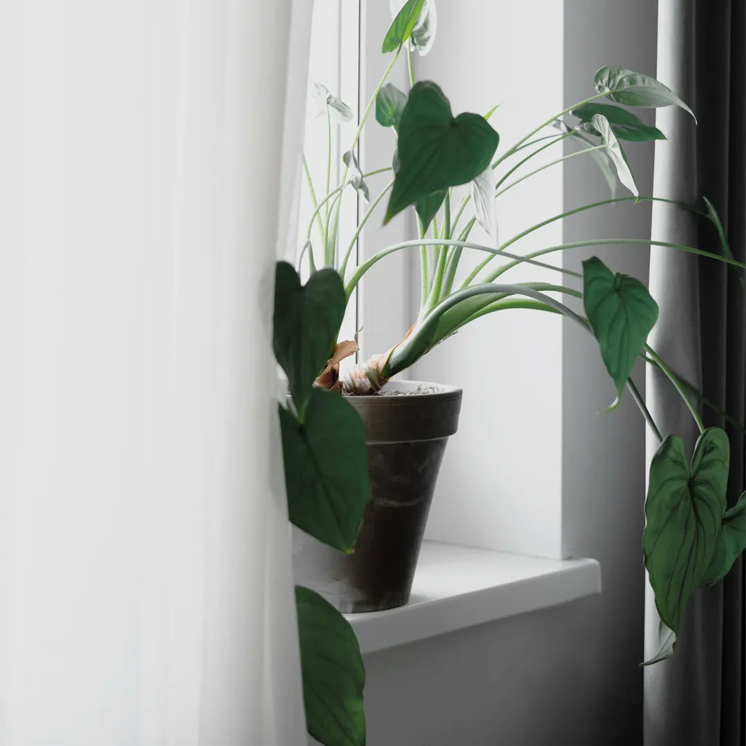 acorn_dev's tweet photo. The colder months can make it difficult for your house plants to thrive. Swipe to see a few tips to keep your greenery alive during the winter. https://t.co/Tj0nOWrzZA