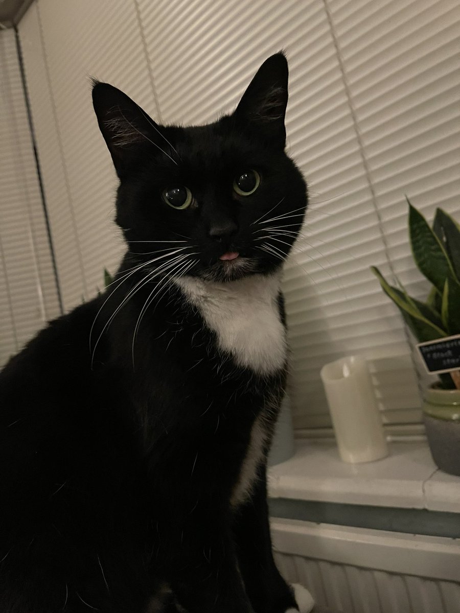 kerry_lou_mcg's tweet photo. George Pig doesn’t care about manners. He knows it’s #TongueOutTuesday #CatsOfTwitter #Rude #Cats #LoveHim #SpectacularWhiskers #TuxedoCat #DaftLad @lala_sweetpea - control your son!!! https://t.co/karqHLECT4