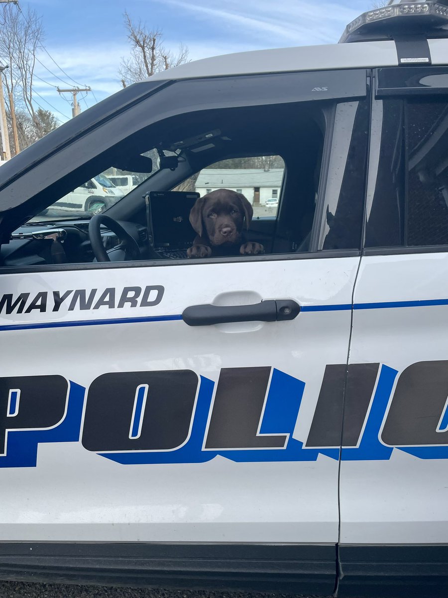 MaynardPolice's tweet photo. Otis has ARRIVED! #Maynard #OtisTheComfortDog #MaynardPoliceDepartment https://t.co/G07bdmE9cx