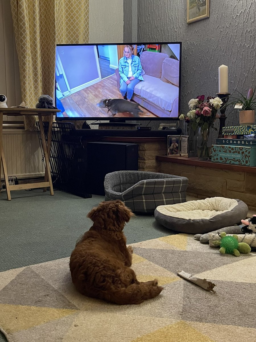 piersoneill's tweet photo. @GraemeDogfather @channel5_tv Ruby is loving it! #DogsBehavingVeryBadly https://t.co/VbId2CiIUJ
