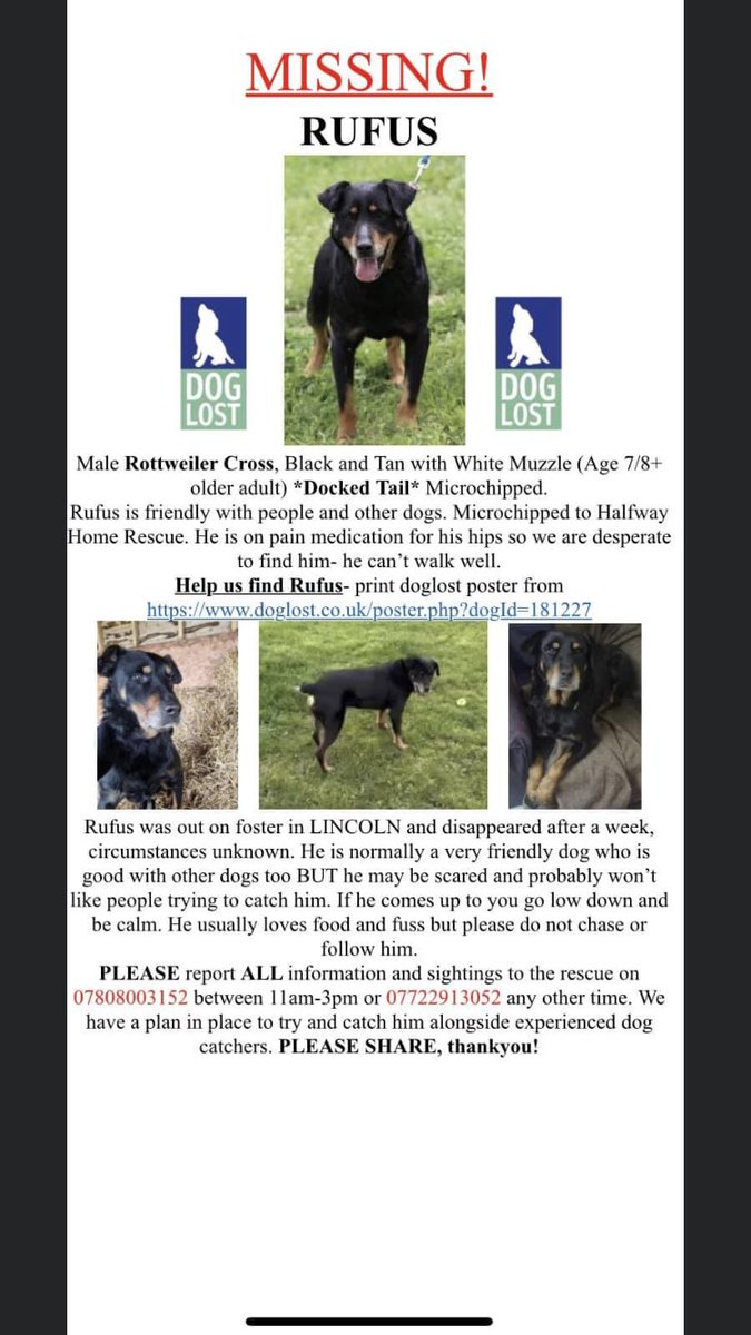 URGENT #FindRufus #Missing #RottweilerX #DockedTail 
last sighting West Common, Carholme Rd #Lincoln #LN1 22 Dec 2022
Needs Pain Meds
#Chipped #ScanThatChip
Sightings/info to Rescue 07808003152 11am-3pm or 07722913052 out of hrs
facebook.com/groups/5667277…
doglost.co.uk/dog-blog.php?d…