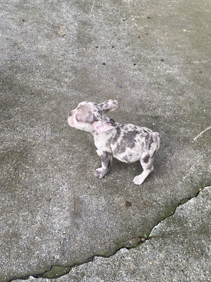 TheRealTrayD's tweet photo. 2 Frenchie puppies left for sale https://t.co/7Njy5GTE3x