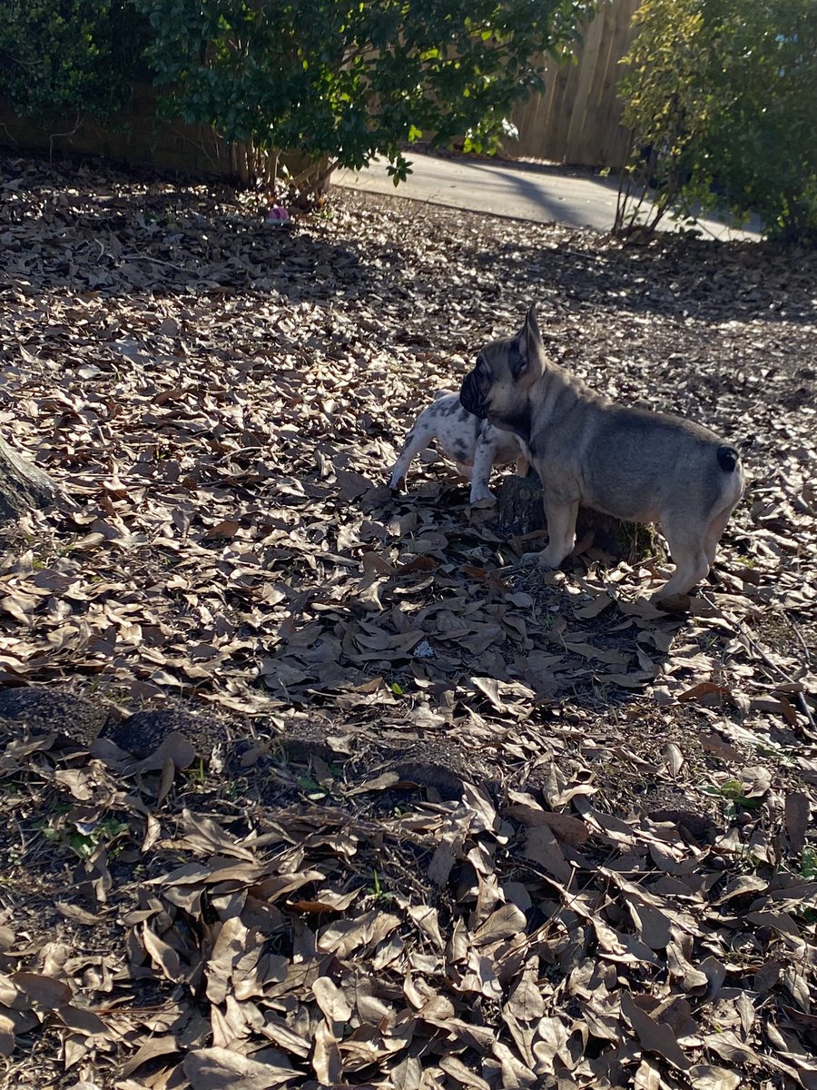2 Frenchie puppies left for sale