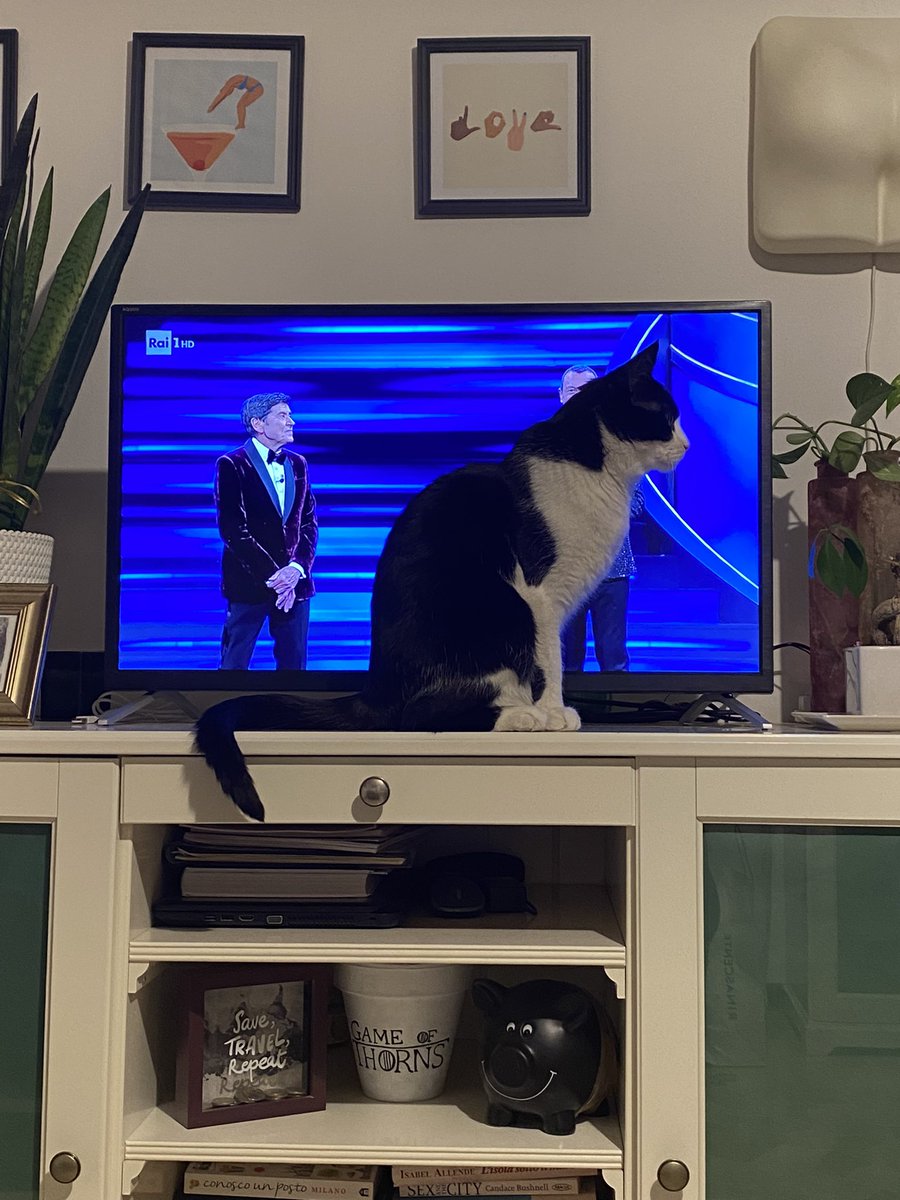 Il gatto non accetta di non essere al centro dell’attenzione questa sera! 

 #Sanremo2023