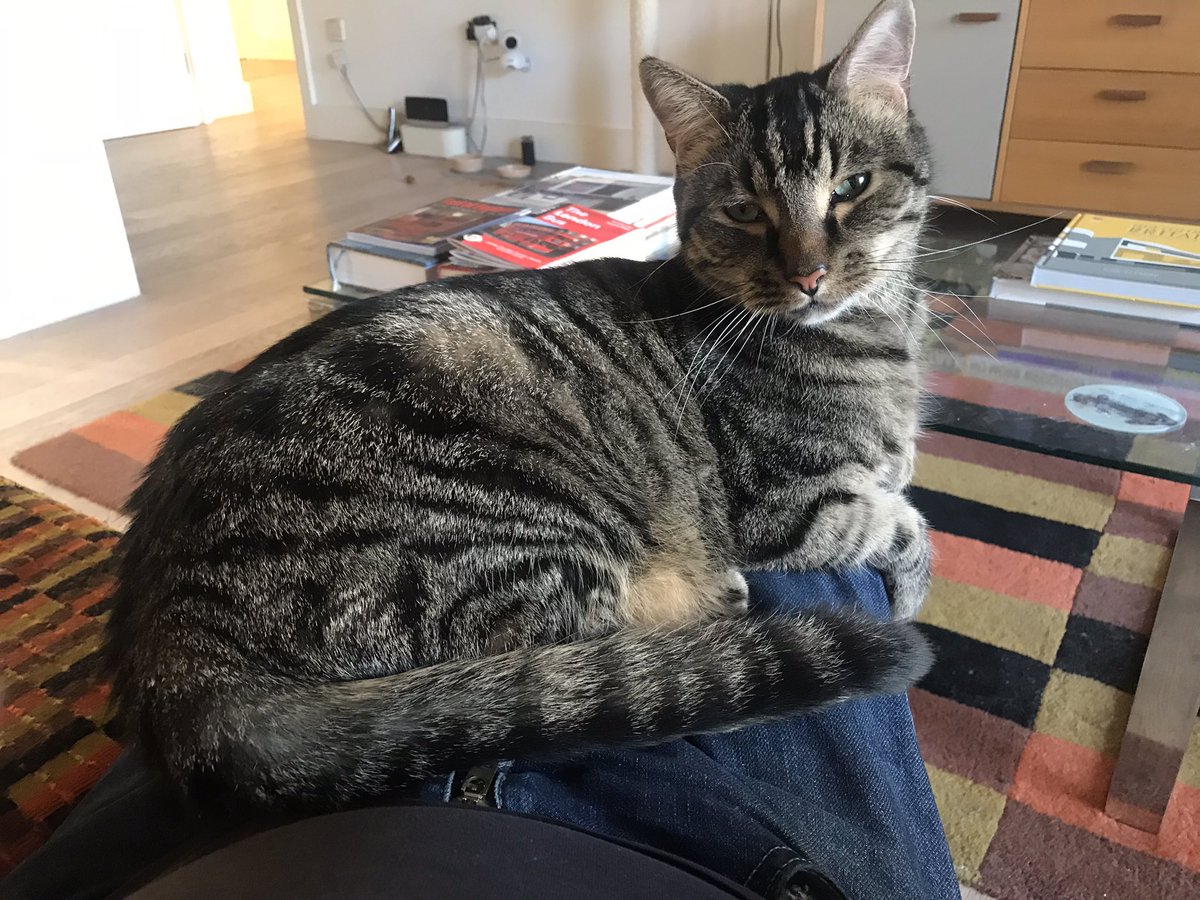 jason_tabby's tweet image. Time to rest again. I sit on dad at least once a day now.