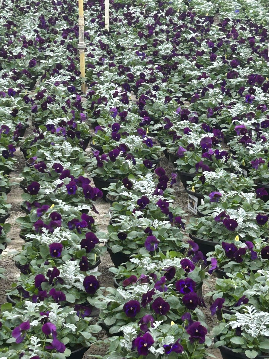 Did someone say SPRING 🌺🌸 ? Can’t wait for these to arrive into our stores soon ! <a href="/HomeDepot/">The Home Depot</a> #pansies #spring <a href="/angela_afazi/">Angela</a>