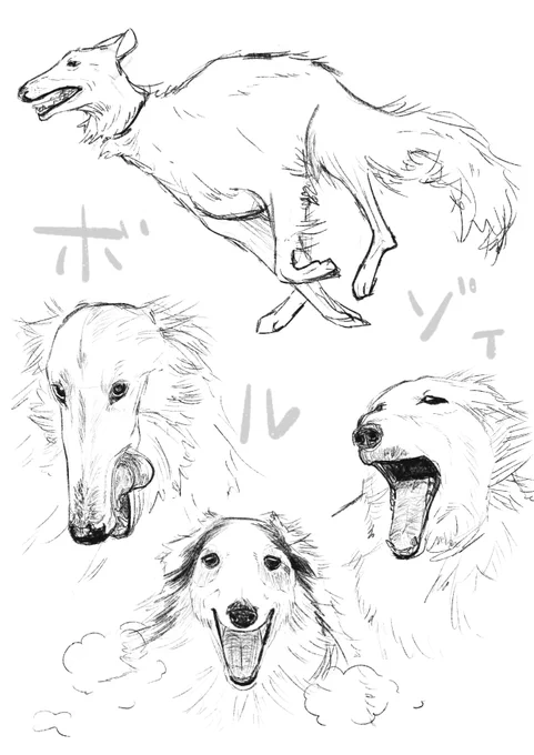 ボルゾイ 