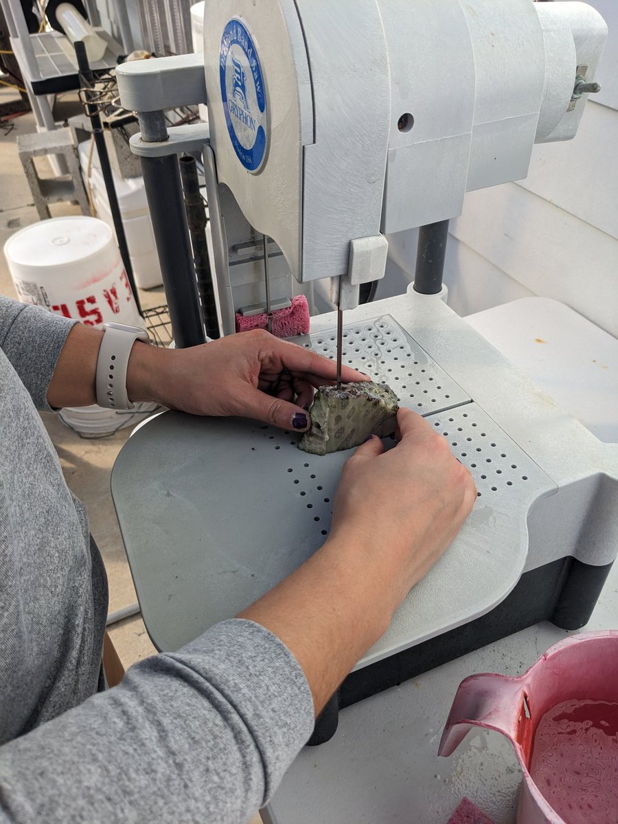 The Coral Health and Marine Probiotics Lab (@polypprotectors) on Twitter photo We are trialing a few new strains of probiotics on corals in aquria. <a href="/carolinamdeclet/">Carolina Melendez Declet</a> is busy fragmenting M. cavernosa colonies, which will be dosed once weekly to determine if the strains can slow or stop #SCTLD We are trialing a few new strains of probiotics on corals in aquria. <a href="/carolinamdeclet/">Carolina Melendez Declet</a> is busy fragmenting M. cavernosa colonies, which will be dosed once weekly to determine if the strains can slow or stop #SCTLD