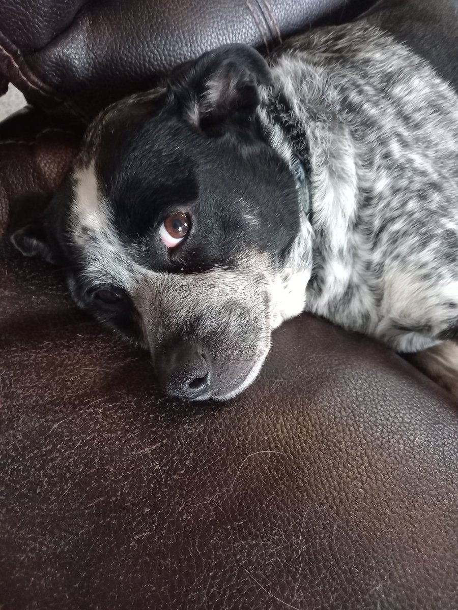 MonaldM's tweet image. Here's my special fella. Do you know what breed they are?