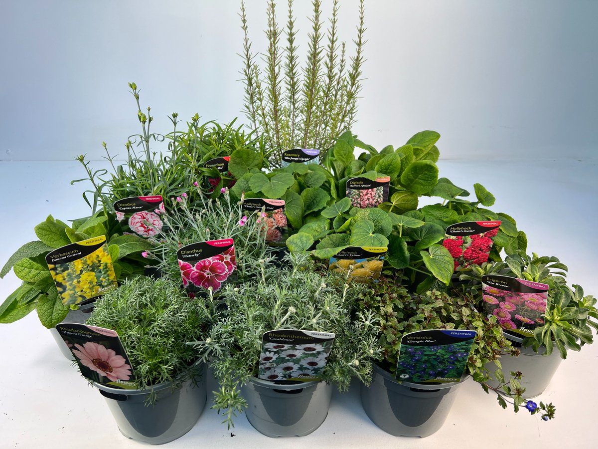Keep your eyes peeled for some of these fantastic early spring 3ltr varieties arriving at garden centres over the next week 👀

For our trade customers, these will all be available to order on tomorrow's webshop update, and out for delivery from w/c 13th February!