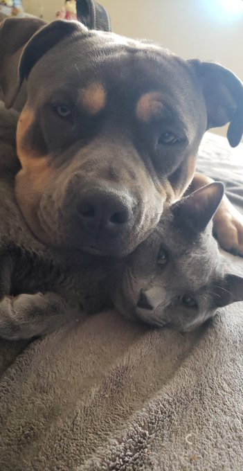 Good morning from Jasper and his best friend Fitzgerald 💛 https://t.co/MOG07Yjx3n<a href="/tag/bbw"class="tags"><span>#bbw</span></a><a href="/tag/fatass"class="tags"><span>#fatass</span></a><a href="/tag/whooty"class="tags"><span>#whooty</span></a><a href="/tag/pawg"class="tags"><span>#pawg</span></a><a href="/tag/bigtits"class="tags"><span>#bigtits</span></a><a href="/tag/titsnass"class="tags"><span>#titsnass</span></a>